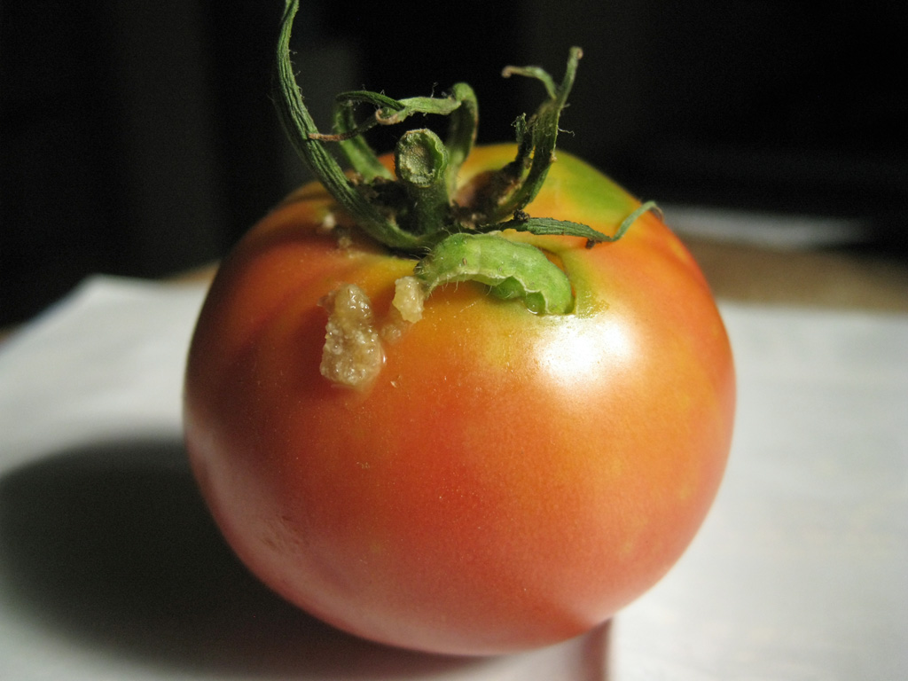 テテのつぶやき 我が家のトマトを青虫に食べられた